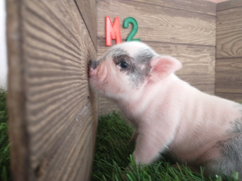 Minipig Mini Pig Minipigs Mini Pigs Cerdito