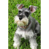 Schnauzer 