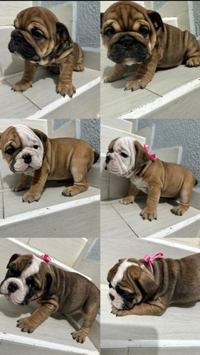 Bulldog Ingles 