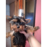 Yorkshire Terrier Macho6 Meses, Mini Toycon Porte Definitivo