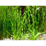 Pack 10 Vallisneria Espiral Planta Acuatica Pecera Acuarios