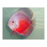 Pez Disco Red White Para Acuario O Pecera