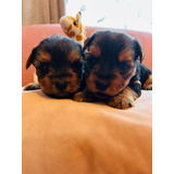 Hermosos Yorkshire Micro Toy