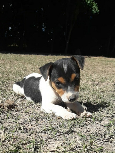 Cachorros Jack Russell Terrier.