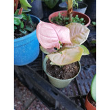 Plantas Syngonium Pink Mini