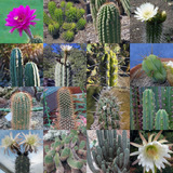 Semillas De Cactus Trichocereus Mix Especies Variadas Raras