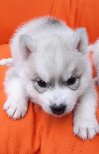 Cachorros Siberian Husky  Papeles F.c.a. Hijos Campeones!!!