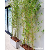 Maceta Jardinera 80x30x30 Con Plantas De Bambú