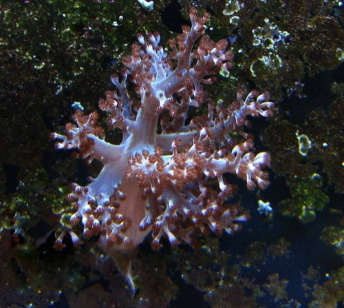 Coral Marinho: Kenia Tree