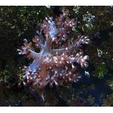 Coral Marinho: Kenia Tree