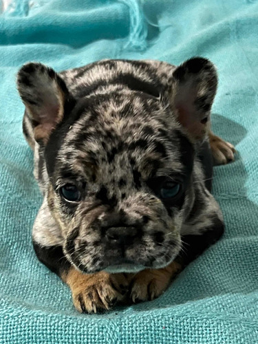 Bulldog Frances Exótico Merle. Mini