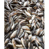 Alevino Tilapia Gift 110 Unidade - 7cm Malha 10 Supertilapia