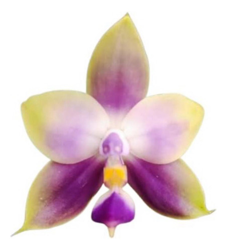 Orquídea Phalaenopsis Violácea Muda