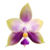 Orquídea Phalaenopsis Violácea Muda