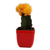 Cactus Injertado Gymnocalycium Amarillo