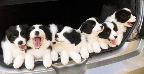 Cachorros Border Collie Bellos   4