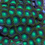 Coral Zoaantido Dragon Eye