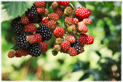 3 Zarzamoras - 1 Tayberry, 1 Boissenberry, Y 1 Perla Negra