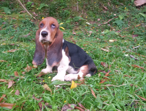 Basset Hound Lindo Filhote