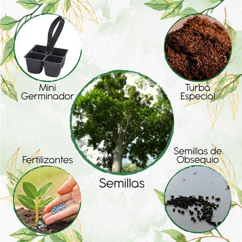 25 Semillas De Árbol Cedro Rosado + Mini Kit De Germinación