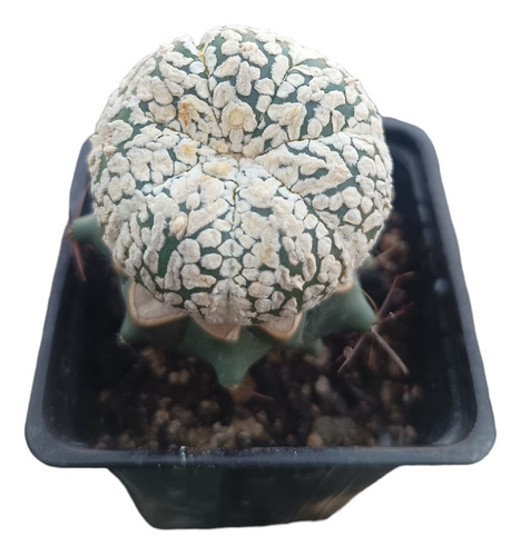 Cactus Astrophytum Asterias Super Kabuto Vtype Y Zebra 