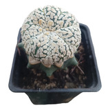 Cactus Astrophytum Asterias Super Kabuto Vtype Y Zebra 