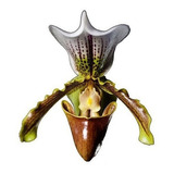 Orquídea Sapatinho Paphiopedilum Insigne Planta Adulta