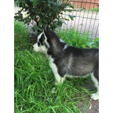 Dantesco Pomsky Criadero Mascotas Saint Daniel 196