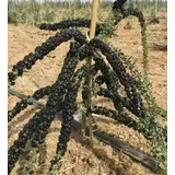 Plantitas Exoticas De Goji Negro Tibetano (lycium Ruthenicum