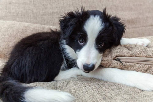 Border Collie Cachorro Disponible Perrito Dog Puppy