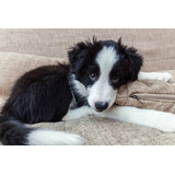 Border Collie Cachorro Disponible Perrito Dog Puppy