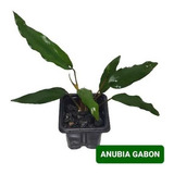 Anubia Gabon Linda  Planta P/ Tronco Pedra Aquario Plantado