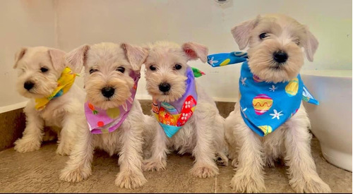  Cachorritos Schnauzer Mini