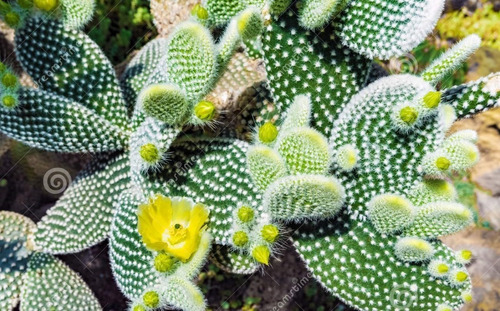 Cactus Opuntia Microdasys Orejas Mikey Conejo Ángel Exótico