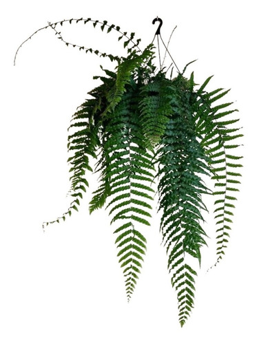 1 Samambaia De Metro Cuia Polypodium Persicifolium Holambra