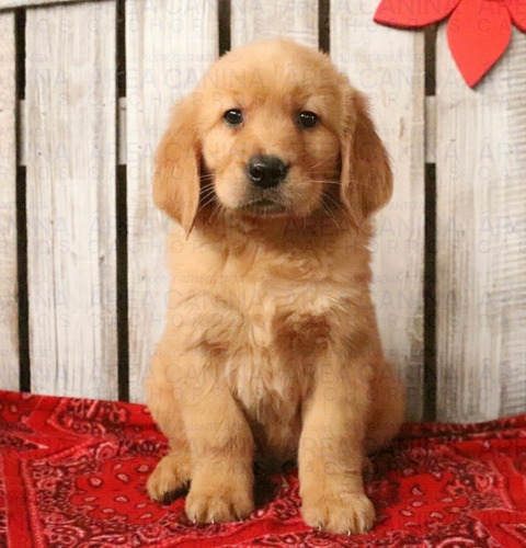 Golden Cachorros Puros, Son Hermosos Y Robustos