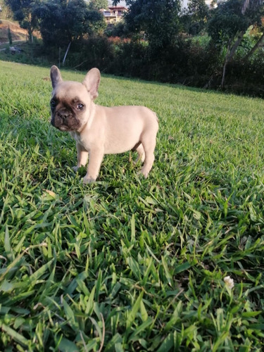 Cachorros Bulldog Francés