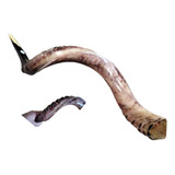 Shofar Antílope Curvatura Exclusiva 1 M Importado Israel