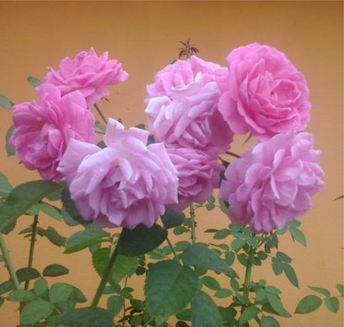 2 Mudas De Rosa Lilás Tradicional Perfumada - Rosas Rose