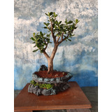 Bonsai Arbol De Jade