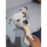 Cachorrita Boxer