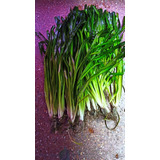 Planta Vallisneria Gigantea Tamaño Especial 50/60 Cm Alto