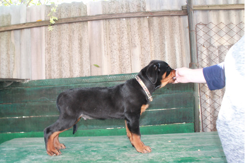 Distinguido Rottweiler Pedigri Chip Mascotassaintdaniel 7