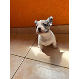 Hermoso Machito Bulldog Francés Blu Merle