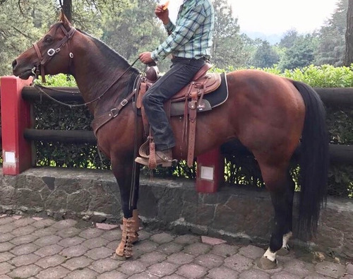 Semental  Cuarto De Milla Con Registro Aqha  Para Maquila