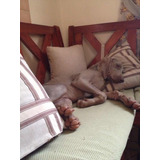 Opulentoweimaraner Elegancia Y Belleza