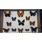 Cuadro Mariposas Disecadas . Coleccion Premium.