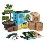 Kit De Arbol Bonsai  Cultiva 3 Mini Arboles Bonsai, Kit De