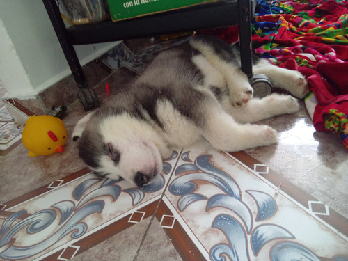 Cachorro Husky 40 Días De Nacido Se Vende En Ibague