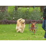 Cachorros Golden Retriever Obra Social Y Garantia Escrita.-.